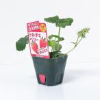  Suntory серьезность овощи клубника [ Dolce Berry ]. рассада 9cm pot [3 месяц средний .~4 месяц сверху . отправка минут предварительный заказ ]