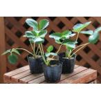  клубника рассада [.....24 шт. комплект ]7.5cm pot рассада [10 месяц сверху .~11 месяц последняя декада отправка ][ включая доставку ]