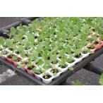 [ вкус .][ подбородок genrukola128 дыра cell рассада ][ производство на заказ : прием заказа .. примерно 1 месяцев после отгрузка ][ товар вид название : вкус .AADD_ регистрация номер : no. 28975 номер ]