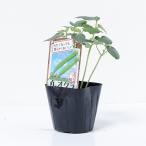  абельмош Zanmai [ круг абельмош. рассада ]9cm pot [5 месяц сверху . отправка минут предварительный заказ ]