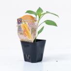  полный - чай зеленый перец [ сладкий parerumo Gold. рассада ]9cm pot [4 месяц средний .~5 месяц сверху . отправка минут предварительный заказ ]