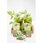 tane нет зеленый перец. рассада [tane...-4 шт. комплект ( удобрение есть )]10.5cm pot [4 месяц средний .~5 месяц сверху . отправка минут предварительный заказ ][ товар вид название :tane-la_ регистрация номер : no. 28906 номер _ за границей .. запрет 