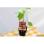 [ лето .. фрукты Mini паприка красный ]. рассада 9cm pot [6 месяц последняя декада из 7 месяц средний . отправка ]