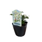 супер ..gekitsu[ шелк жасмин nana] 9cm pot рассада [5 месяц сверху .~ отправка минут предварительный заказ ]