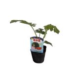 [ лето .. арбуз теплота . сильный . маленький шар ] 9cm pot [6 месяц сверху .~7 месяц сверху . отправка ]