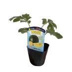 [ лето .. арбуз теплота . сильный желтый маленький шар ] 9cm pot [6 месяц сверху .~7 месяц сверху . отправка ]