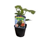 [ лето .. арбуз чёрный дракон запад .]( маленький шар арбуз ) 9cm pot [6 месяц сверху .~7 месяц сверху . отправка ]