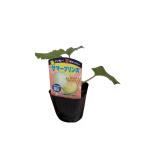 [ лето .. дыня summer Prince ] 9cm pot [6 месяц сверху .~7 месяц сверху . отправка ]