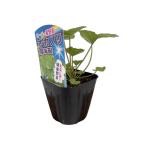  super лето овощи [oka клей ( суша водоросли )] 9cm pot [6 месяц последняя декада ~7 месяц последняя декада отправка ]