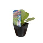  super лето овощи [ Java howe объединенный (hiyuna)] 9cm pot [6 месяц последняя декада ~7 месяц последняя декада отправка ]