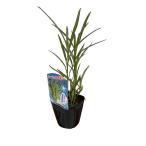  super лето овощи [ водяной шпинат ] 9cm pot [6 месяц последняя декада ~7 месяц последняя декада отправка ]