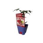  Suntory серьезность овощи помидор рассада [.... средний шар ]9cm pot [4 месяц средний .~5 месяц сверху . отправка минут предварительный заказ ]
