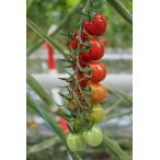  M son план. высота сахар раз незначительный кожа мини помидоры рассада [ темно синий feto]9cm pot [4 месяц средний .~5 месяц сверху . отправка минут предварительный заказ ]