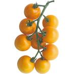  Dell monte средний шар помидор рассада [ желтый золотой. помидор ]9cm pot [4 месяц средний .~5 месяц сверху . отправка минут предварительный заказ ]