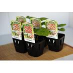  вода суша обе для васаби [ шесть person . васаби ] [. сделка 5 шт. комплект ][ распродажа период : весна период 3 месяц средний .~4 месяц последняя декада | осень период 10 месяц средний .~11 месяц средний .]