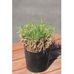  запад газонная трава [tif тонн 419] 10 pot комплект 7.5cm pot рассада 