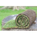  запад газонная трава sodo( порез газонная трава ) [ viva брезент ] 1 flat рис минут (170cm×30cm 2 шт входить ) roll брезент [ производитель прямая поставка ]