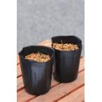  can слон рассада ..9cm pot 2 шт. комплект 