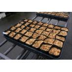  can слон рассада ..9cm pot 40 шт. комплект 