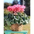 農家さん直送【まごころシクラメン】「◆贈答用◆（ビクトリア）５号鉢」【送料無料】【発送期間：11/26〜12/20】