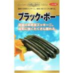 神田育種農場　ズッキーニ　ブラックボー　約10粒