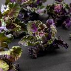 松永種苗 ケール×芽キャベツ 「ケーレッツ」のタネ[内