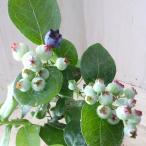  голубика sharp голубой sa The n высокий втулка огород 