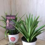 ショッピングレディ 夏 希少　チューベローズ　八重咲き　ピンク　ピンクレディ