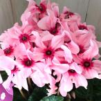 立派　ミニシクラメン　イリュージア　ピンクラテ