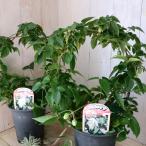 ショッピングクレマチス アーチ型　冬咲き　天使のすず　クレマチス　４寸鉢