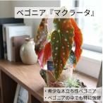ショッピング水玉 ベゴニア　マクラータ　水玉模様　観葉植物