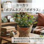  эвкалипт pop Rene apopolas символ tree 