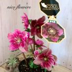 雪の妖精　クリスマスローズ　HGC フーリールビー