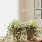 クレマチス　ペトリエイ　フォストリー系　常緑