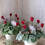 シルバーリーフ　スノーショコラ　シクラメン