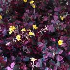 2 pot комплект oxalis .... почвопокровные растения 