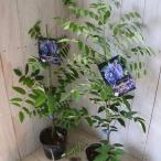  2 сезон .. America Fuji аметист four ru Fuji полный tes талон s