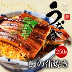 うなぎ 蒲焼き 特大 1尾 250g前後 (タレ 山椒 付)  お取り寄せ グルメ