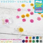 ドライフラワー リトルマム 菊 レジン ネイル 10個入り ドライフラワー グレー リトルマム 灰色 菊 ネイル 花 手作り レジンレシピ ピアス ネックレス 封入 デコ