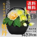 �~�񓔁@�~���傤����@�ʉ_���y���~�i�X�|�b�g�@���O�@�d�C�R�[�h��LED�@������20cm�z�y���~�z�y�V�~�z�y���~�i�X�z�y�@�ؓ��z�y���~�z�y�񓔁z�y���������z