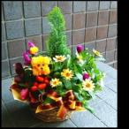  цветок подарок .. Хара .. день открытие праздник . день рождения подарок растения организовать рейтинг популярности 