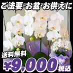 選挙 誕生日 還暦祝い お供え 花 胡蝶蘭 中輪 送料無料 お彼岸にも