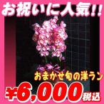 選挙 誕生日 還暦祝い 結婚記念日 開店祝い 胡蝶蘭より人気!おまかせ旬の洋ラン