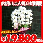 胡蝶蘭 誕生日 ファレノプシス 結婚記念日 開店祝い