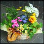  день рождения .. Хара .. день открытие праздник . случайный растения корзина 8 цветок .. Хара .. день открытие праздник . условия имеется бесплатная доставка 