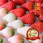 ショッピングいちご 送料無料 【ギフト】福岡県産 紅白いちご 2パックセット 【出荷時期:1月〜】/国産 白いちご ゆきざくら 希少 いただきファーム