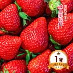  Saga префектура производство клубника бесплатная доставка [ flat река клубника сельское хозяйство .] крупный подарок (.... .) 1 коробка 1P ввод / клубника . подарок .. для подарок крупный превосходящий товар бренд клубника фрукты синий .