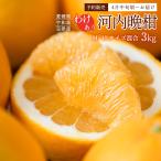 河内晩柑 訳あり品 3kg 