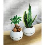 ガジュマルシーサー丸鉢５号鉢