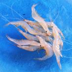  глубокий море. ..2 вид ..... белый .. рефрижератор морепродукты местного производства sashimi . доска жарение ahi-jo Toyama достопримечательность название производство товар Toyama колокольчик . еда 